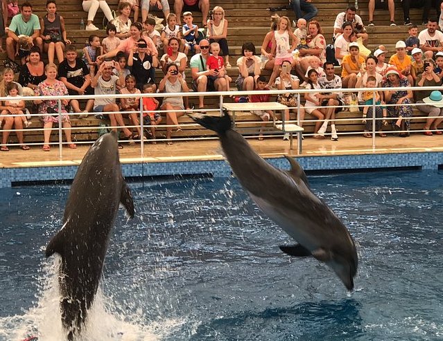 Kundu Dolphin Show 
