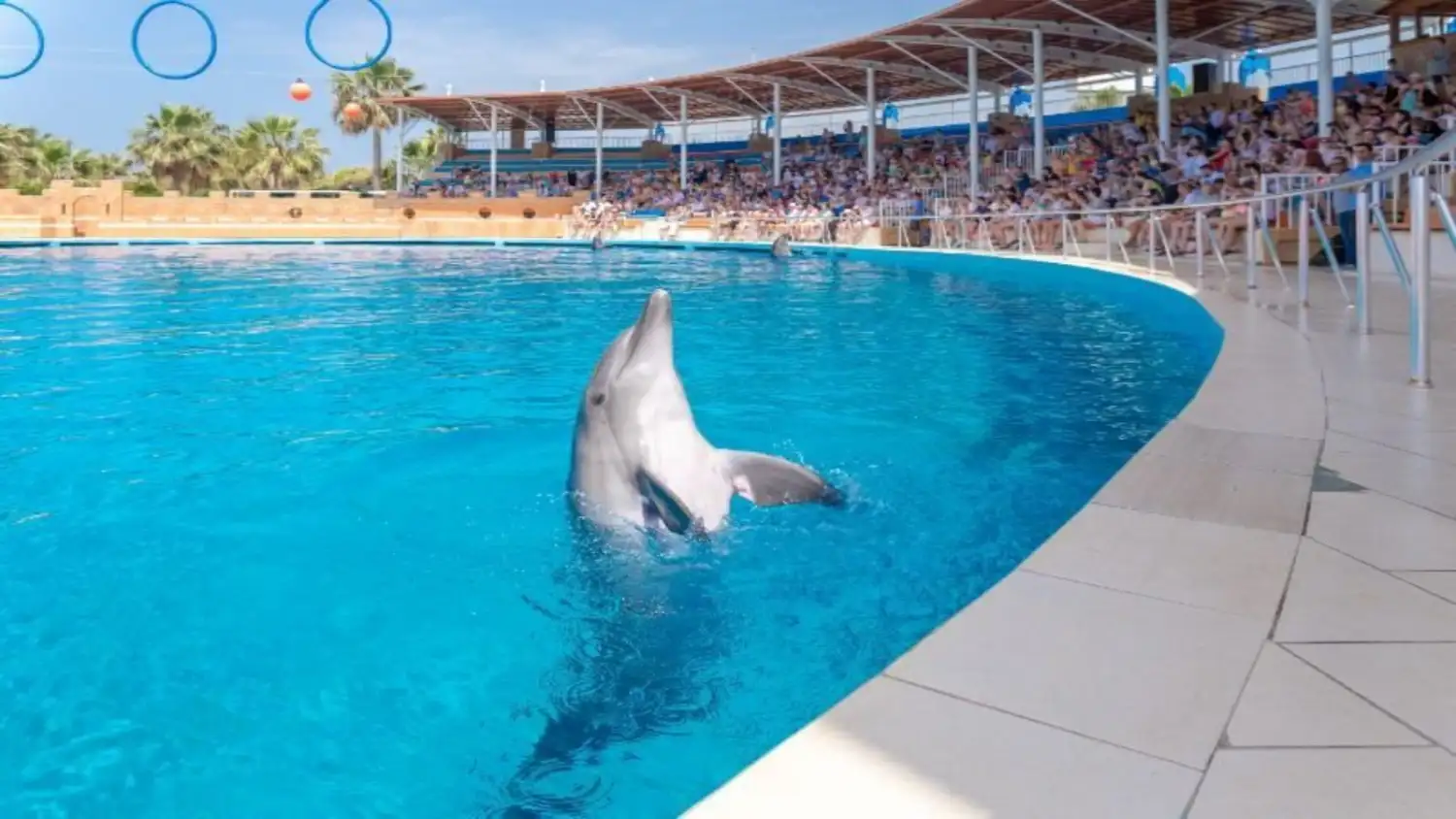 Alanya Dolphin Show 