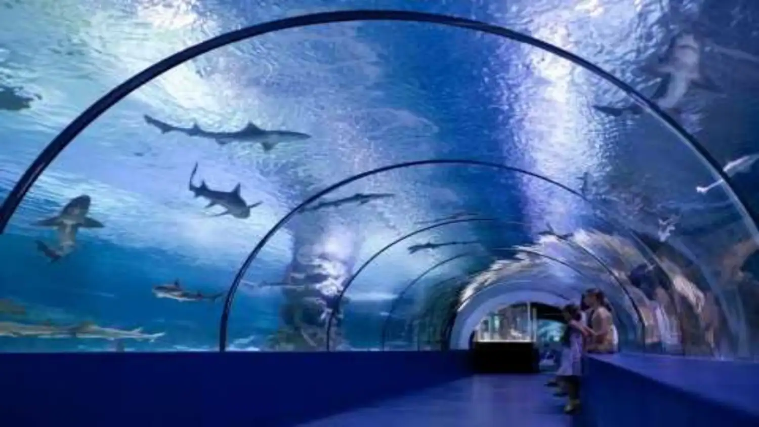 Aquarium 
