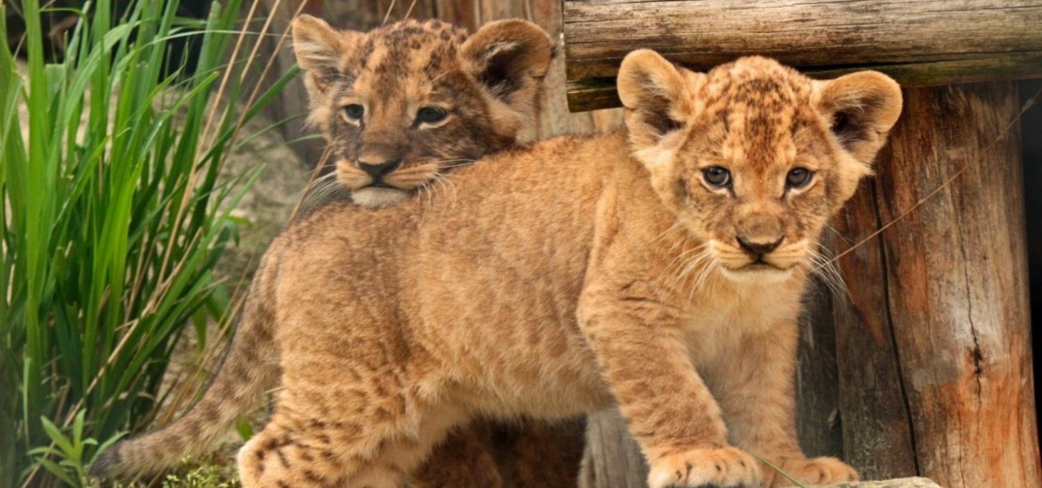 Alanya Green Canyon Cabrio Safari & Zoo Alanya Green Canyon Cabrio Safari & Zoo