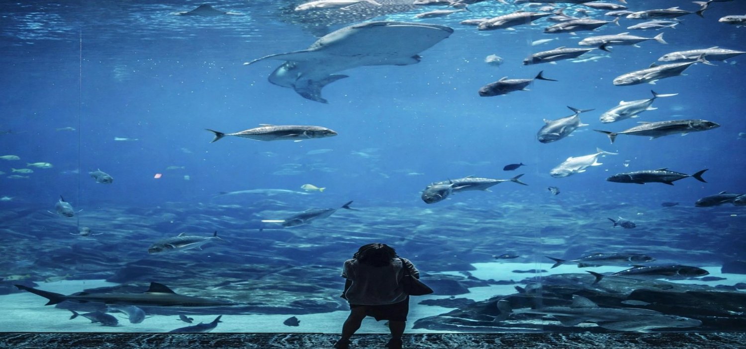 Aquarium Aquarium