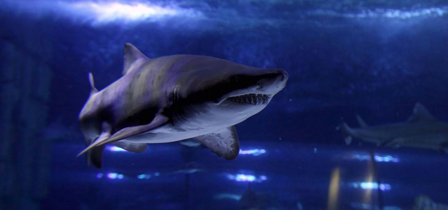 Aquarium Aquarium