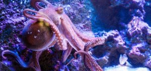 Aquarium