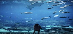 Aquarium