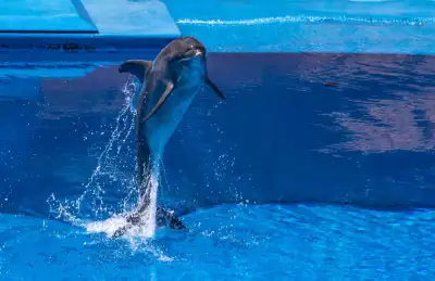 Alanya Dolphin Show