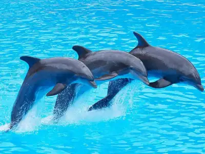 Kundu Dolphin Show