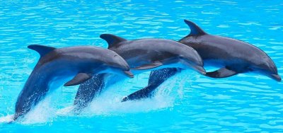 Kundu Dolphin Show