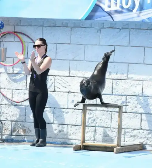 Kundu Dolphin Show