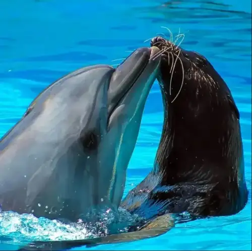 Kundu Dolphin Show