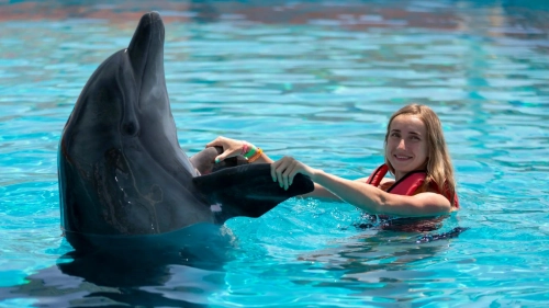 Swimming with Dolphins Tour in Alanya