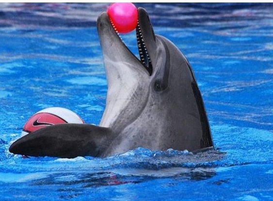 Kundu Dolphin Show