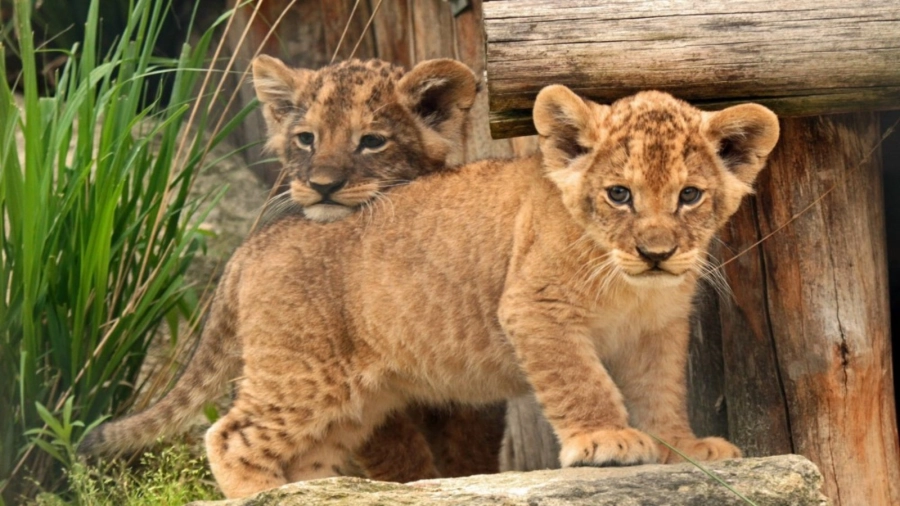 Alanya Green Canyon Cabrio Safari & Zoo