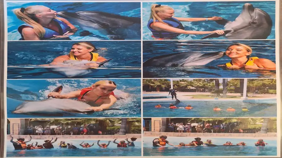 Swimming with Dolphins Tour in Alanya